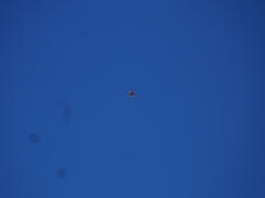 Buteo rufinus