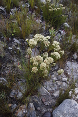Brunia paleacea