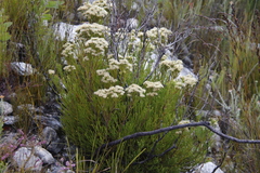 Brunia paleacea