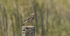 Anthus hellmayri