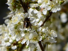 Criorhina nigripes