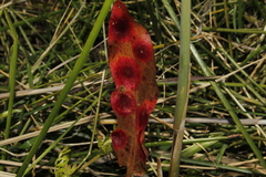 Puccinia phragmitis
