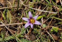 Romulea columnae columnae
