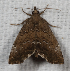 Cutina aluticolor