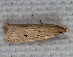 Helcystogramma melanocarpa
