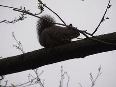 Sciurus carolinensis