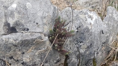 Petrosedum ochroleucum