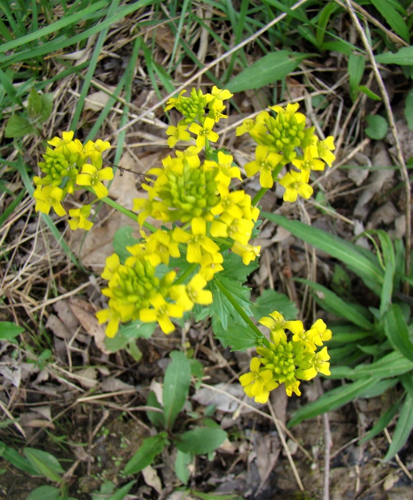 bitter wintercress from Salt Fork State Park, Lore City, OH 43755, USA