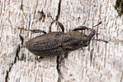 Sphenophorus meridionalis