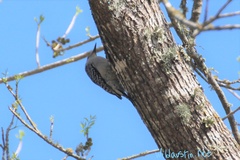Melanerpes carolinus