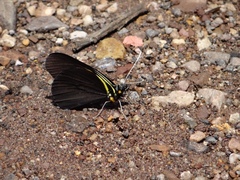 Pereute charops charops