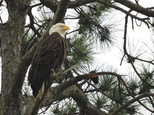 Bald Eagle photographed in South Carolina