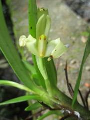 Maxillaria embreei