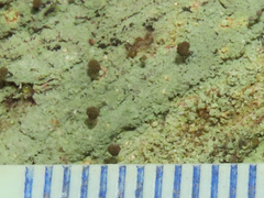 Chaenotheca stemonea