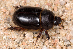 Temnorhynchus baal