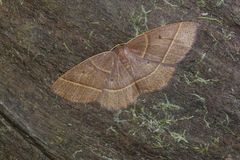 Semaeopus masinissa