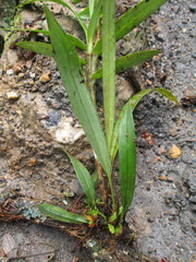 Maxillaria embreei