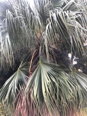 Livistona chinensis