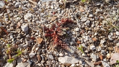 Petrosedum ochroleucum
