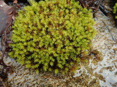 Racomitrium ryszardii