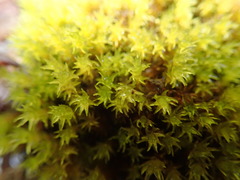 Racomitrium ryszardii