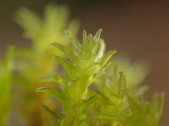 Racomitrium ryszardii