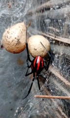 Latrodectus mactans