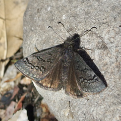 Erynnis brizo