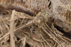 Eurystylus bellevoyei