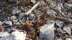 Petrosedum ochroleucum