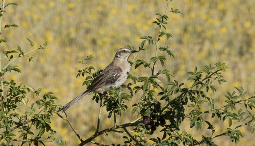 Mimus thenca
