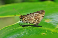 Vehilius stictomenes