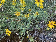 Coreopsis pulchra