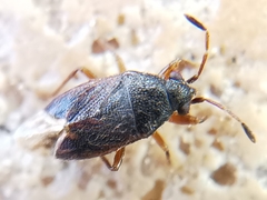 Stygnocoris
