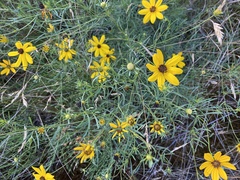 Coreopsis pulchra
