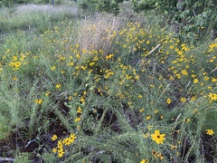 Coreopsis pulchra