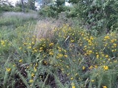 Coreopsis pulchra