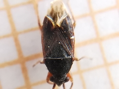 Stygnocoris