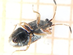 Stygnocoris