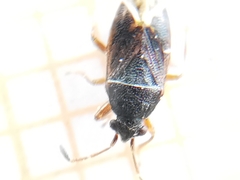 Stygnocoris