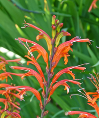 Chasmanthe floribunda