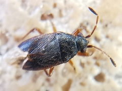 Stygnocoris