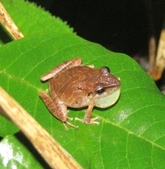 Pristimantis ramagii