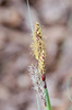 Carex Flacca Clade - Photo (c) Marco Vicariotto, some rights reserved (CC BY-NC-ND), uploaded by Marco Vicariotto