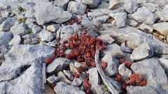 Petrosedum ochroleucum