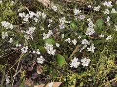 Teesdalia
