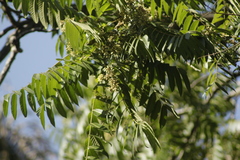 Cedrela fissilis