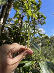Dioscorea pilosiuscula