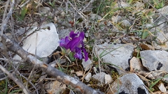 Iris adriatica