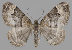Xanthorhoe biriviata